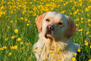 Скільки років живе лабрадорів і що це залежить? Скільки років живе лабрадорів і що це залежить?